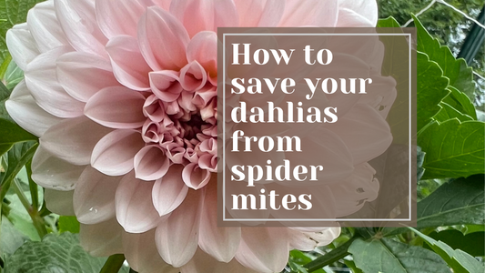 How to Save Your Dahlias From Spider Mites