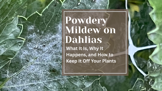 Powdery Mildew on Dahlias: What It Is, Why It Happens, and How to Keep It Off Your Plants