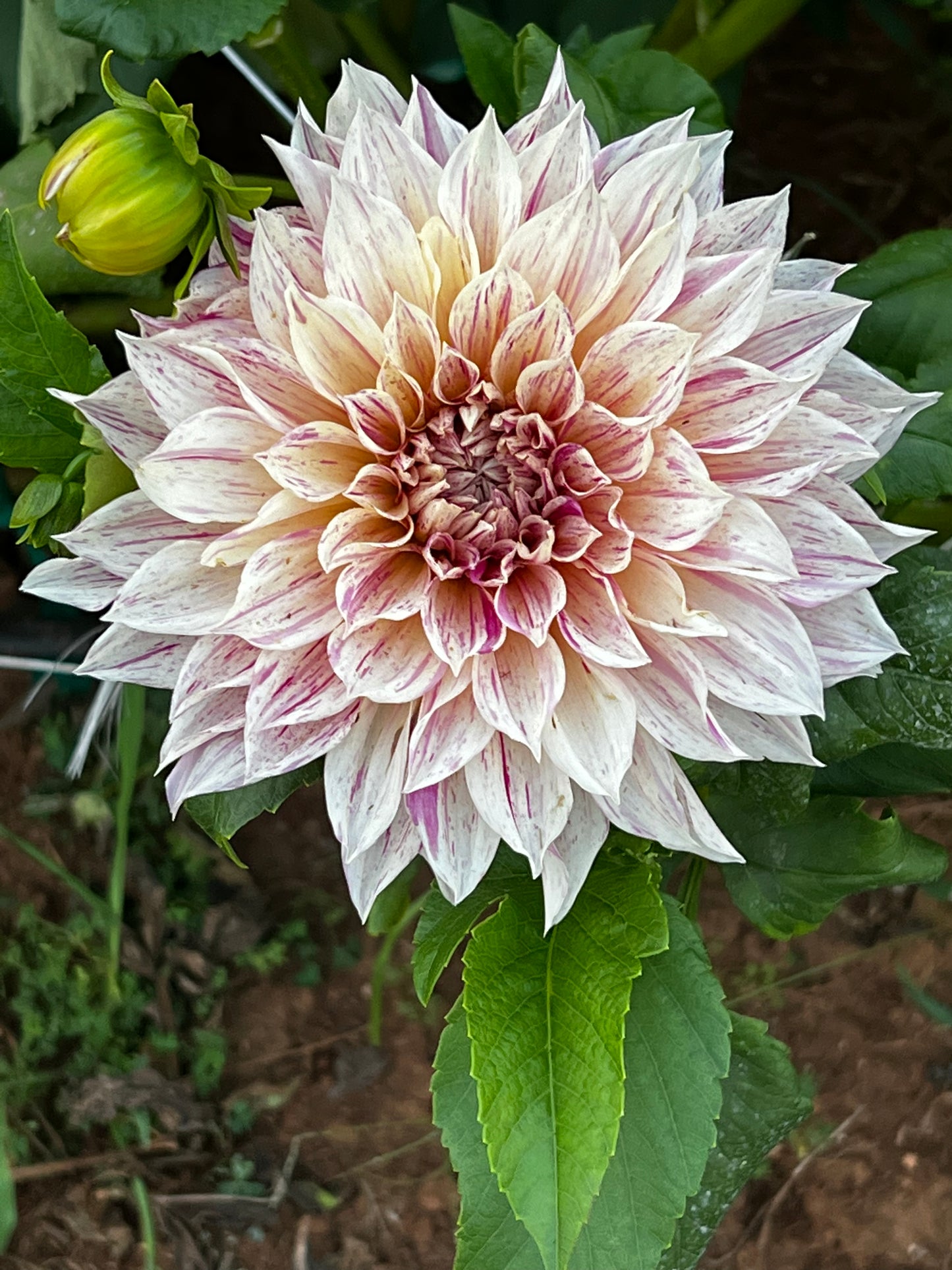 Cafe Au Lait Twist Dahlia