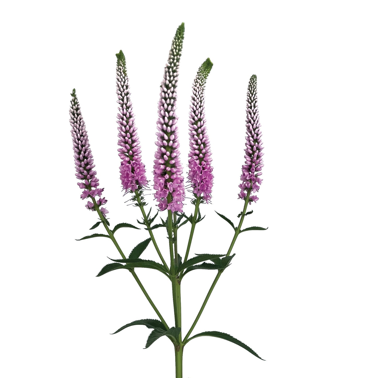 Week 11 | Veronica Skyler™ Pink | 4 Pack