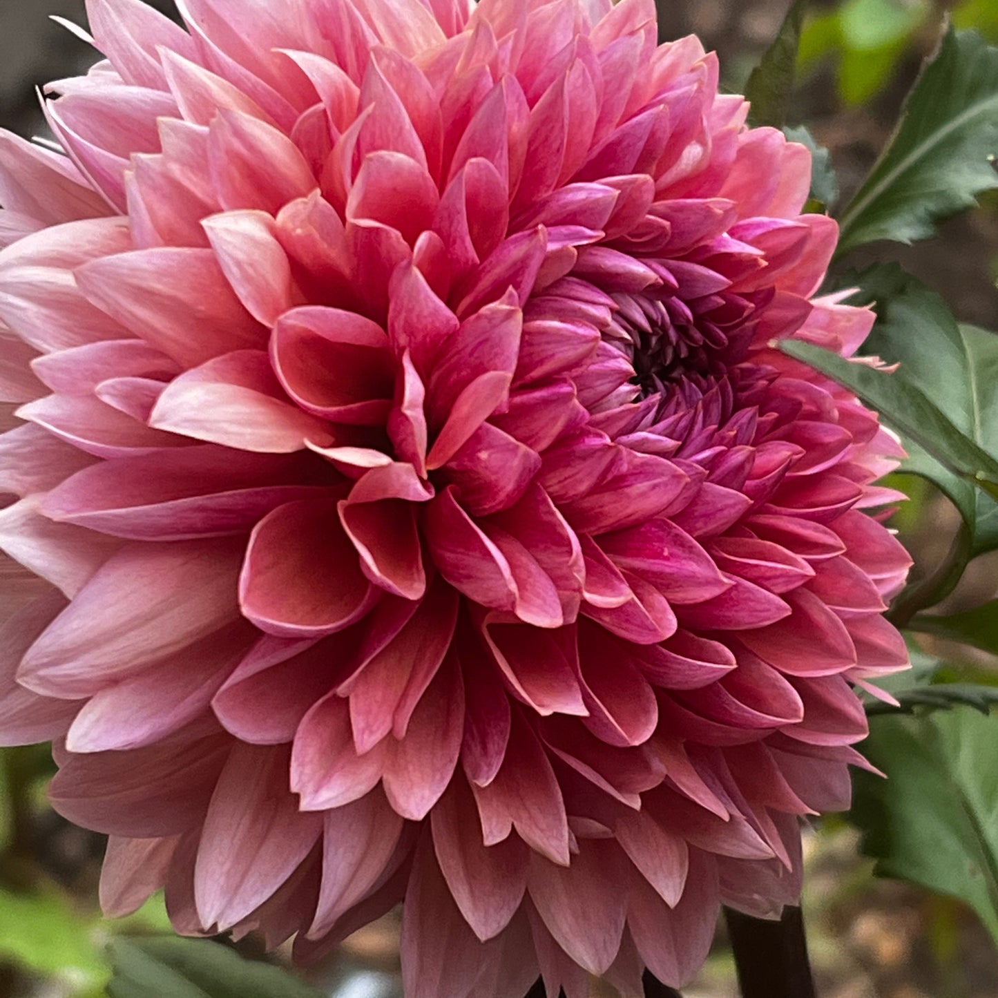 Dahlia 'Sweet Sanne'