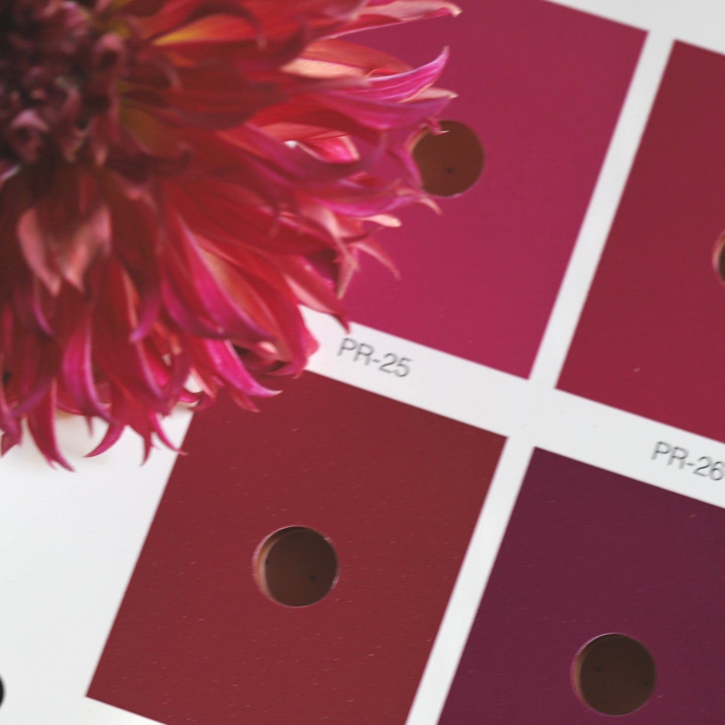 Dahlia 'Vista Minnie'