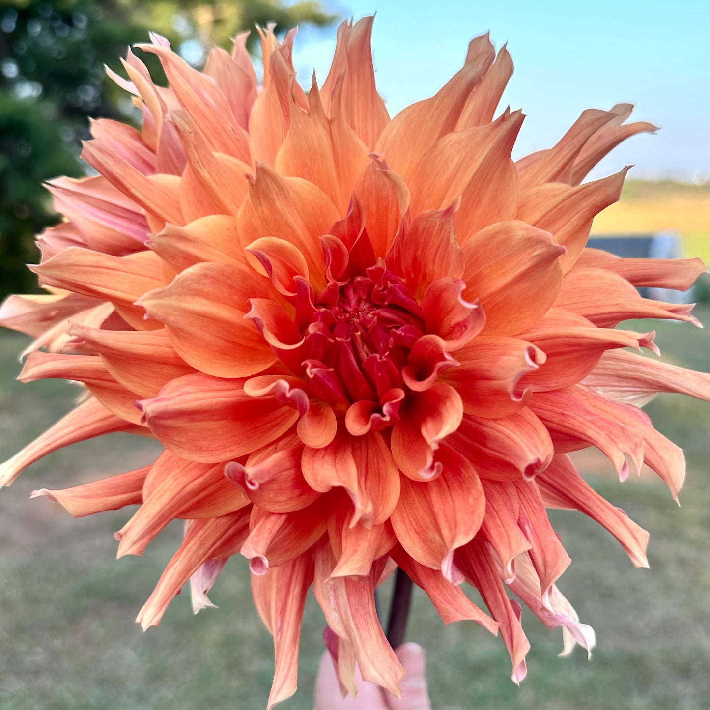 Dahlia 'Sierra Glow'