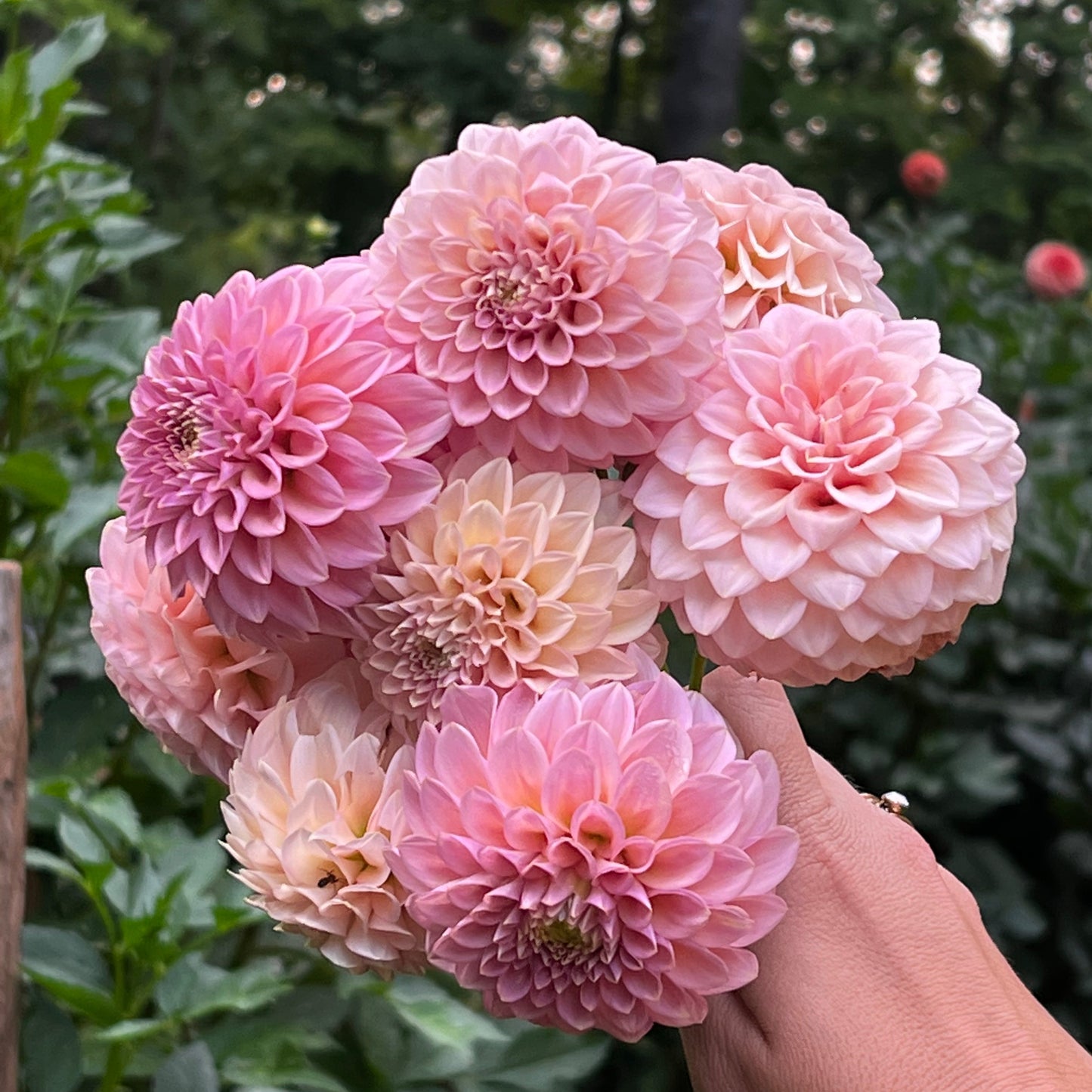 Dahlia 'Rock Run Ashley' - Fall Shipped