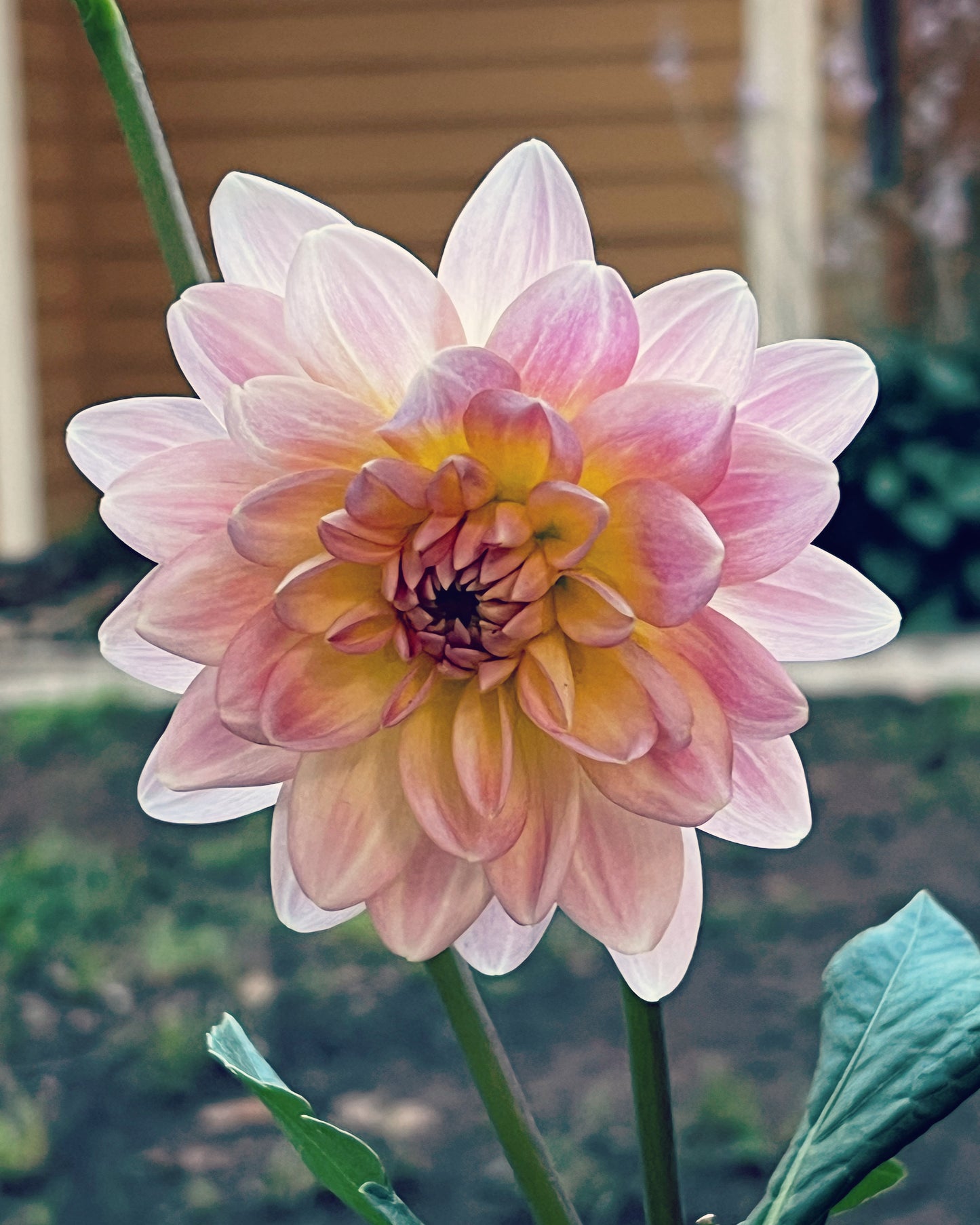 Gerrie Hoek Dahlia