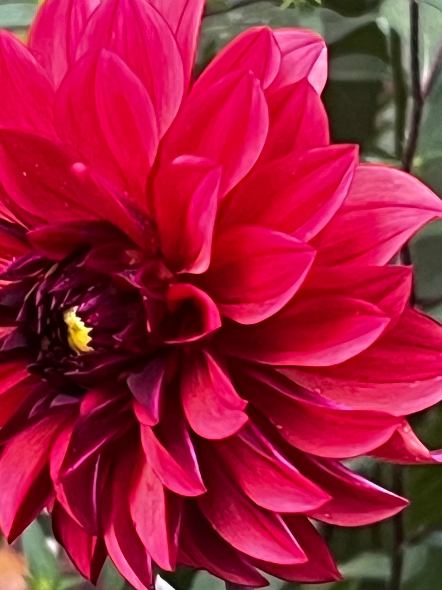 Danique Dahlia