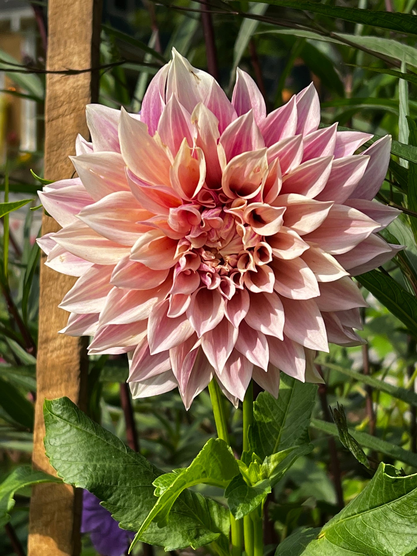 Cafe Au Lait Twist Dahlia