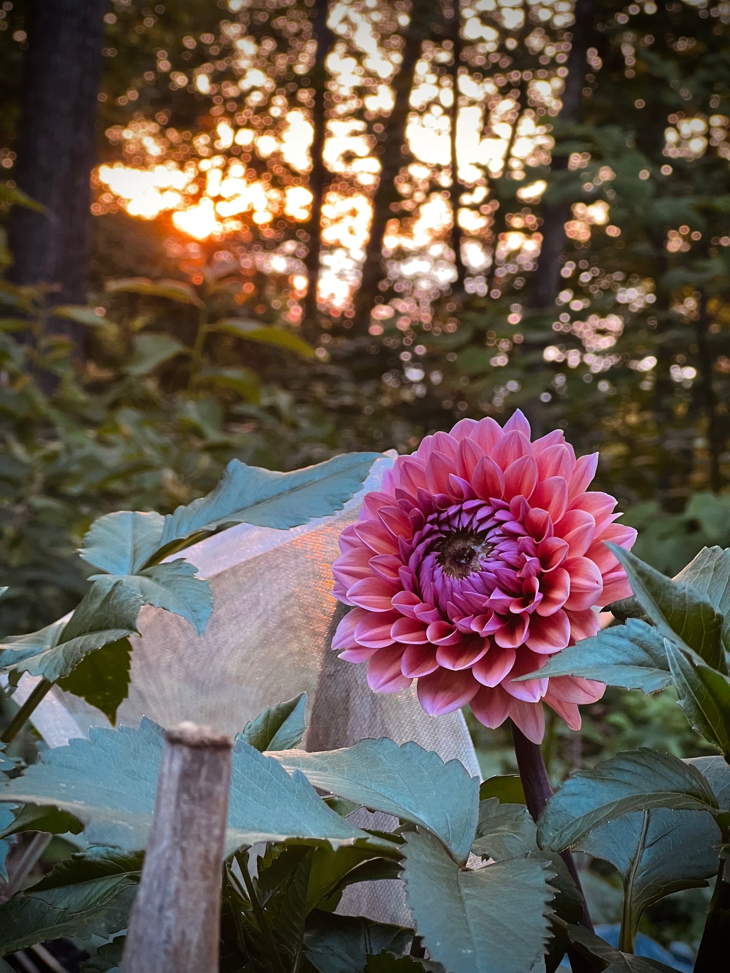 Dahlia 'Sweet Sanne'