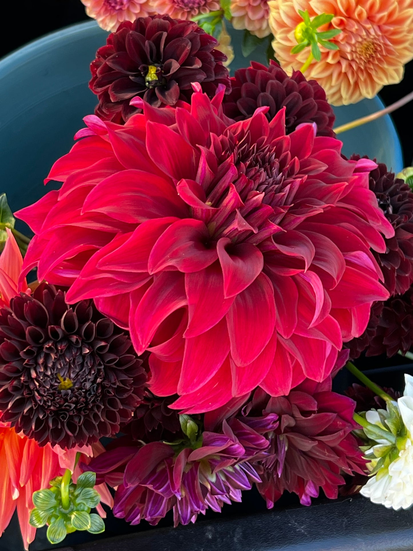 Dahlia 'Ukraine Free'