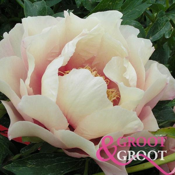 Pastel Lilas Peony