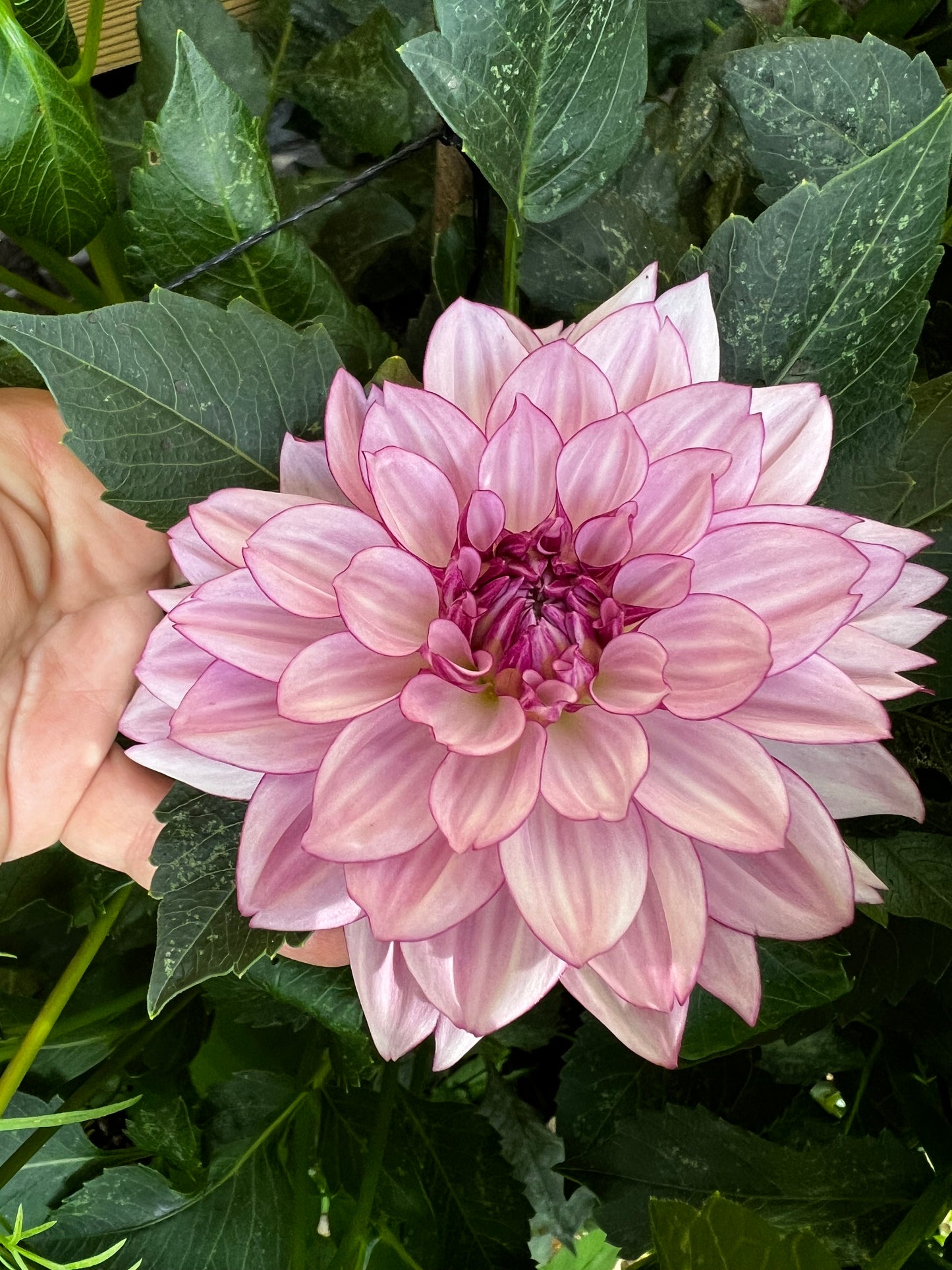 Crème De Cassis Dahlia