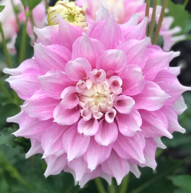 Gitts Perfection Dahlia