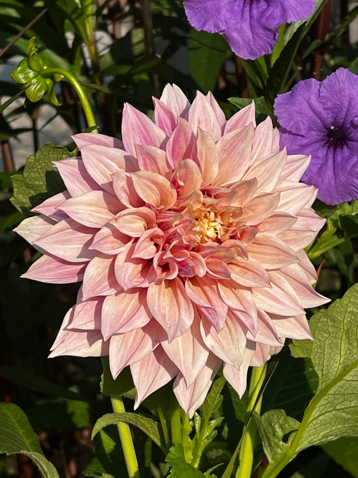 Cafe Au Lait Twist Dahlia