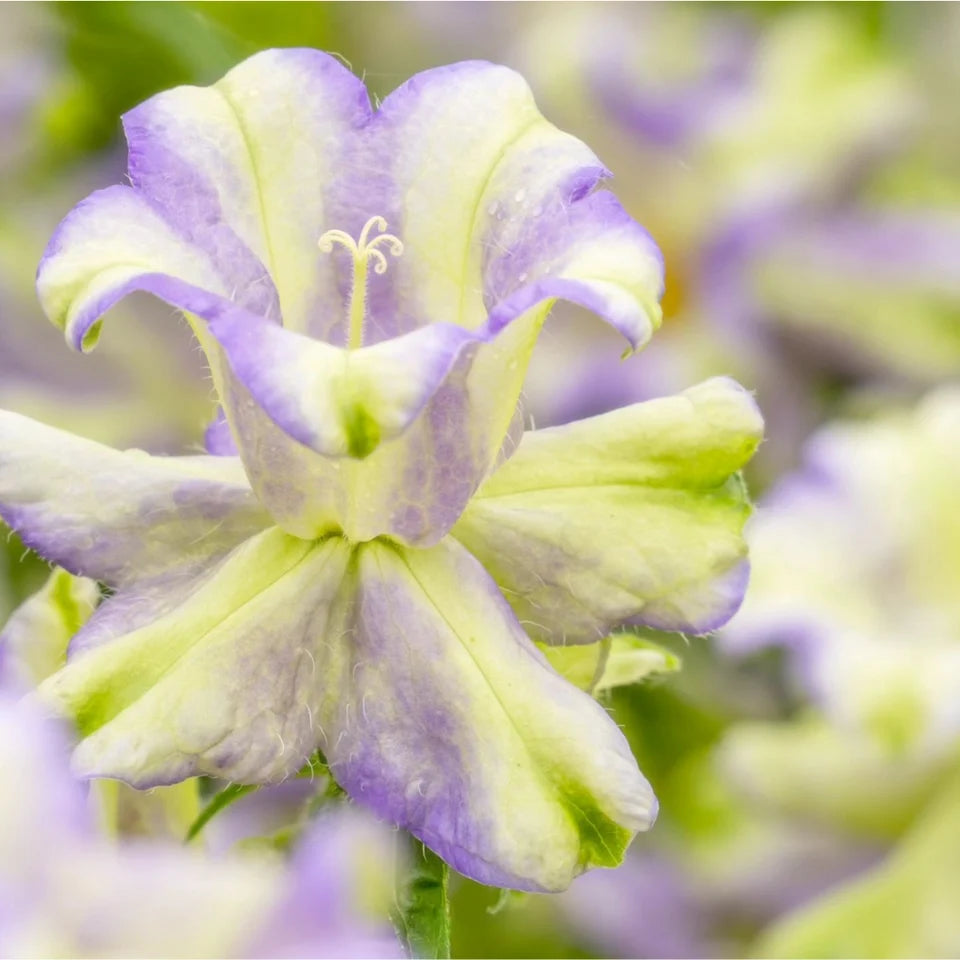 Campanula 'Evergreen' Blue | 4 Pack | Ships Week of Sept 21