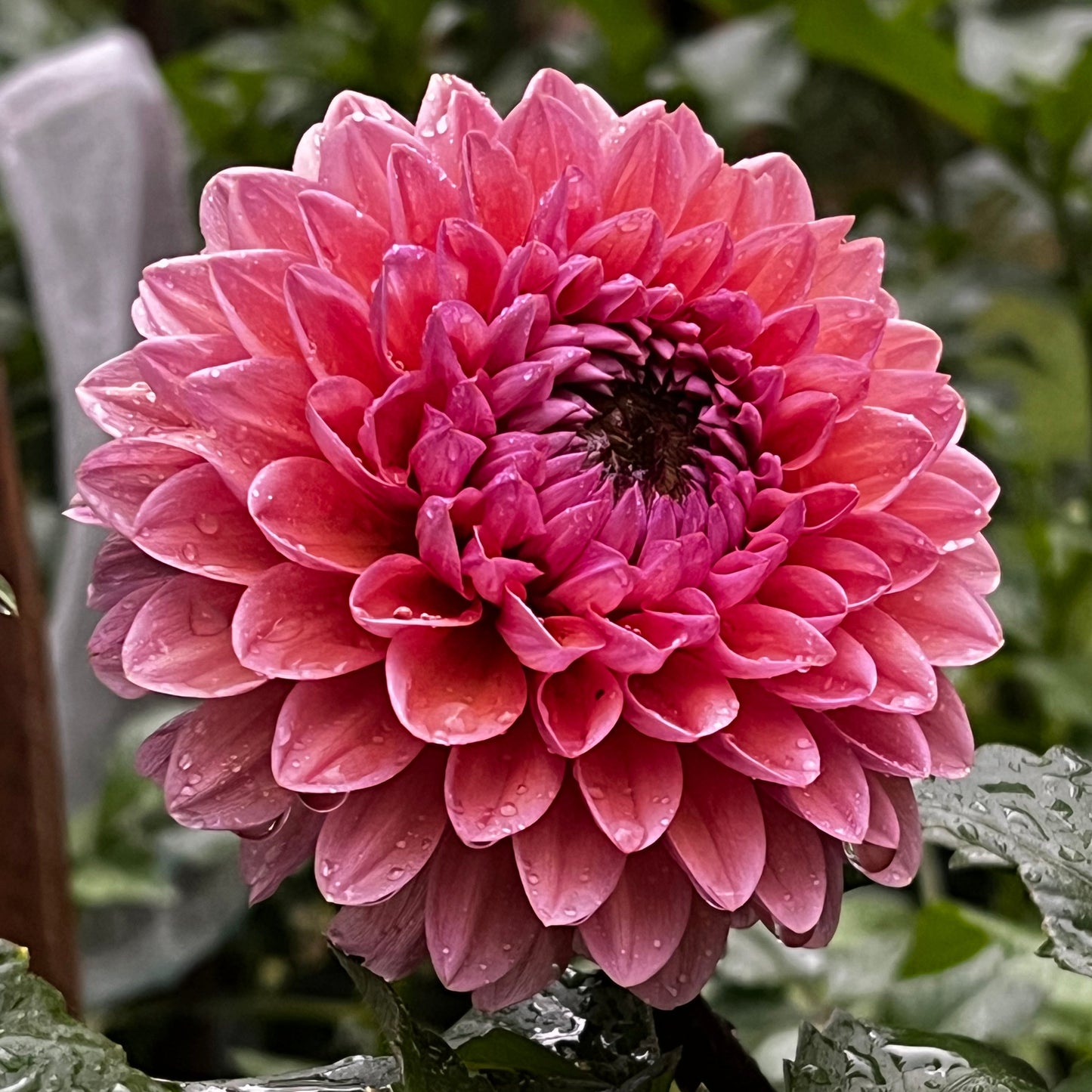 Dahlia 'Sweet Sanne'