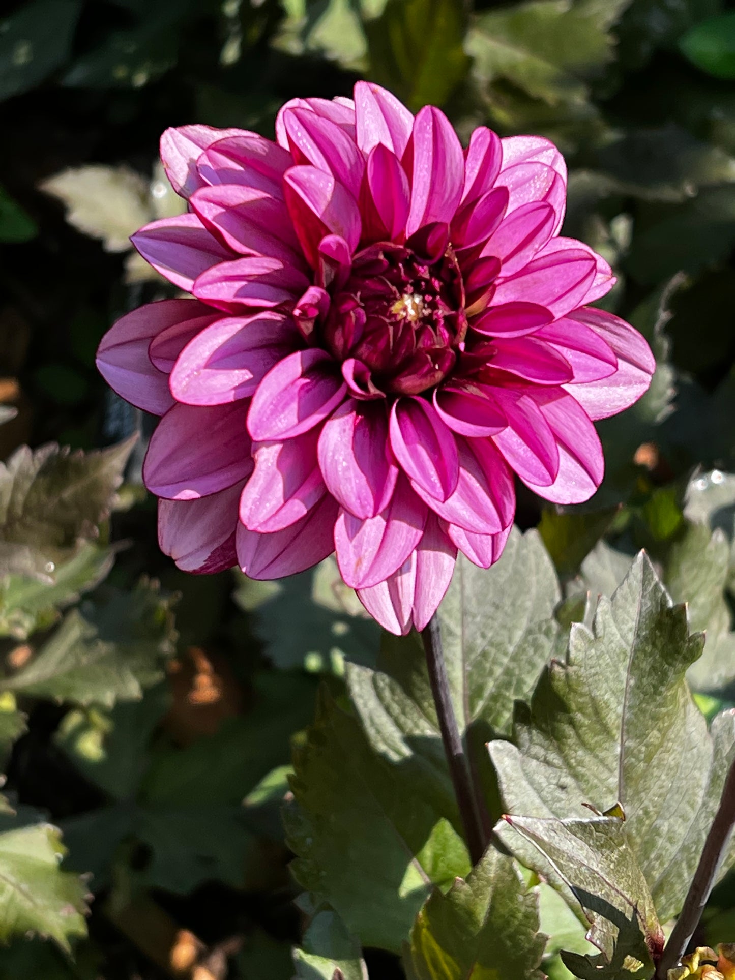 Melissa Anna Marijke Dahlia Tuber