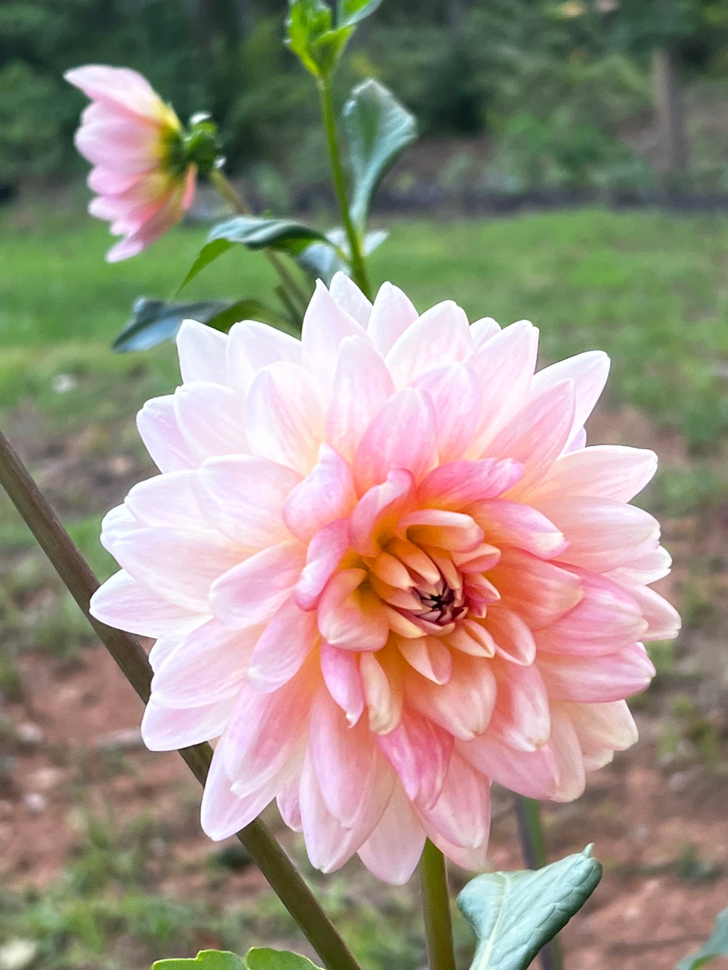 Gerrie Hoek Dahlia