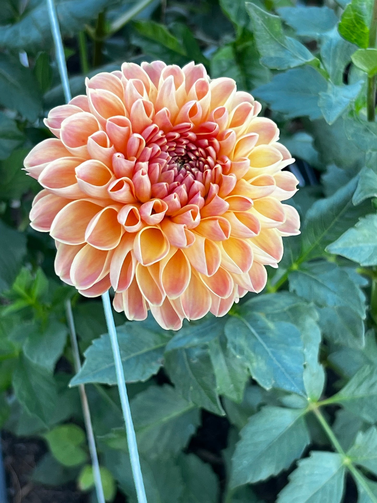 Dahlia 'Ferncliff Copper'