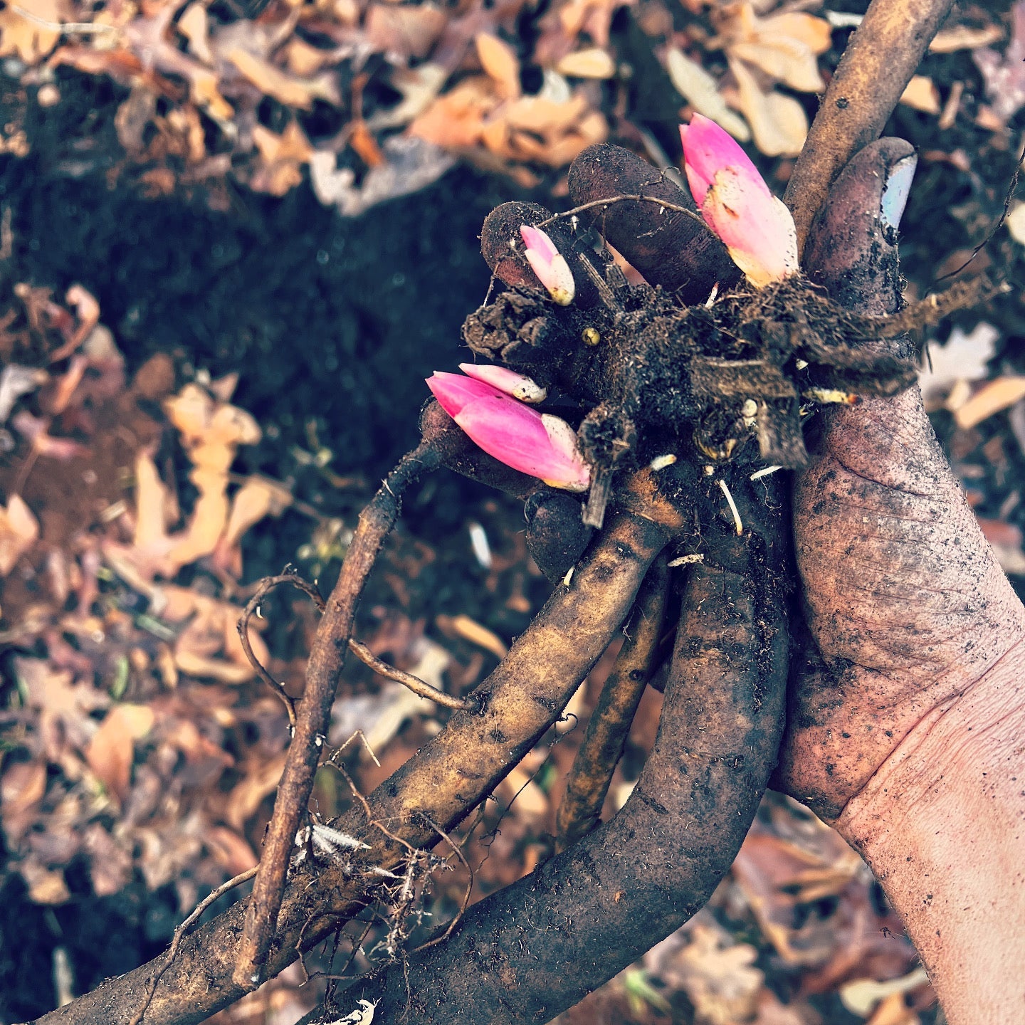 Anne Oveson Peony - Lactiflora 3-5 eyes