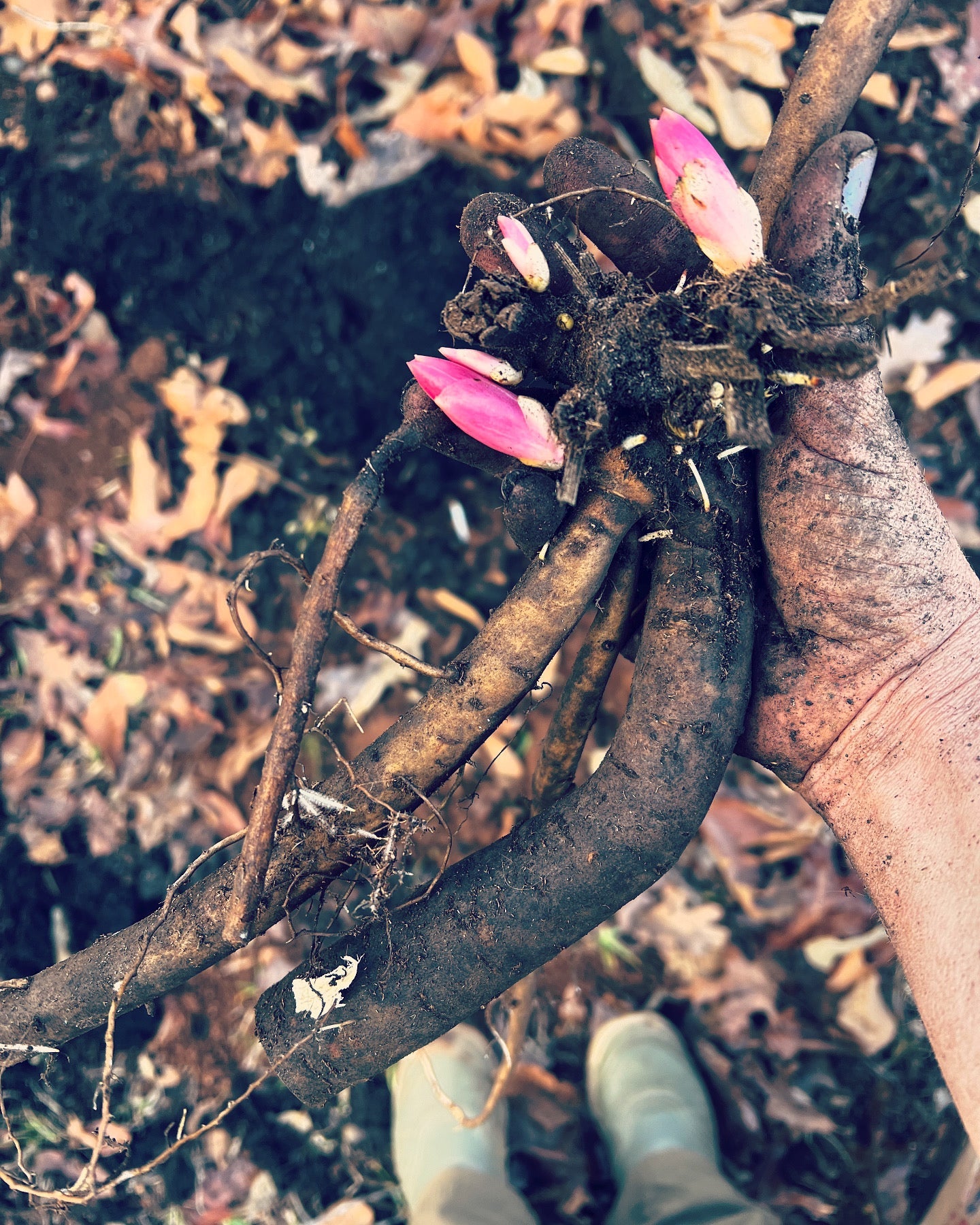 Oochigieas Peony - Itoh 3-5 eyes