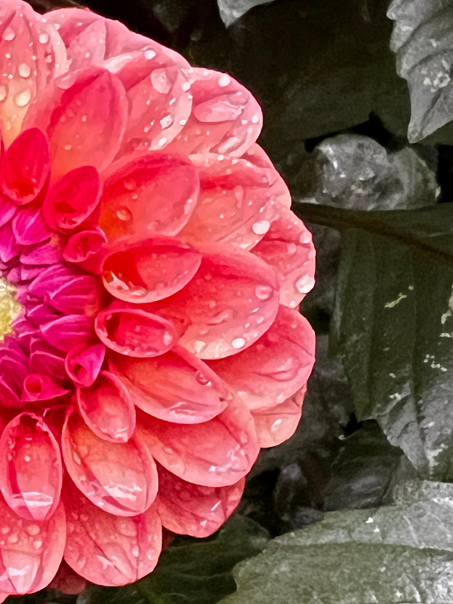 KA’S Blood Orange Dahlia