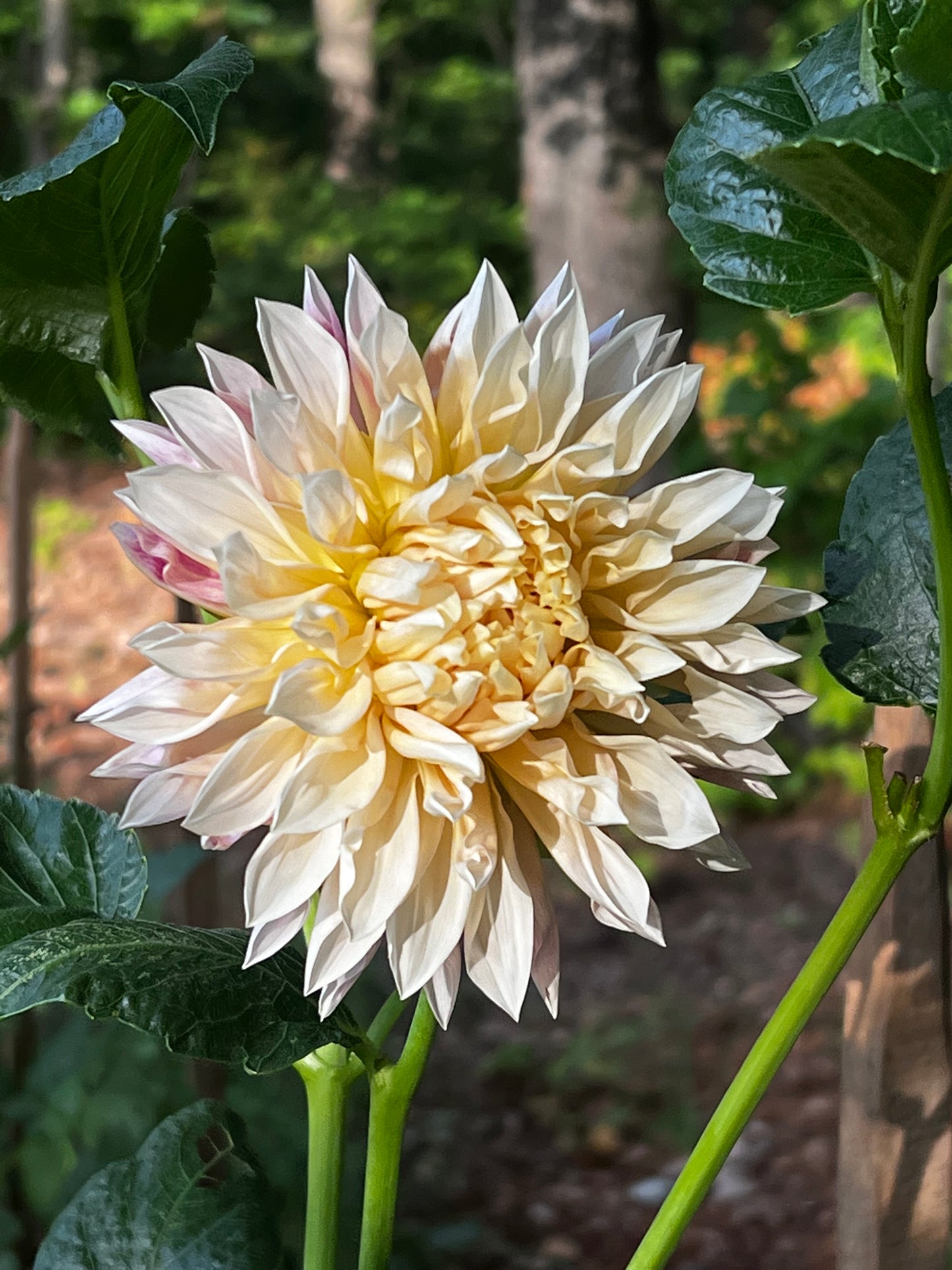 Cafe De Paris Dahlia