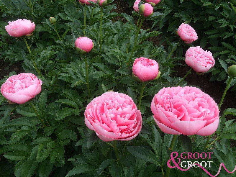 Etched Salmon Peony - Hybrid 3-5 eyes