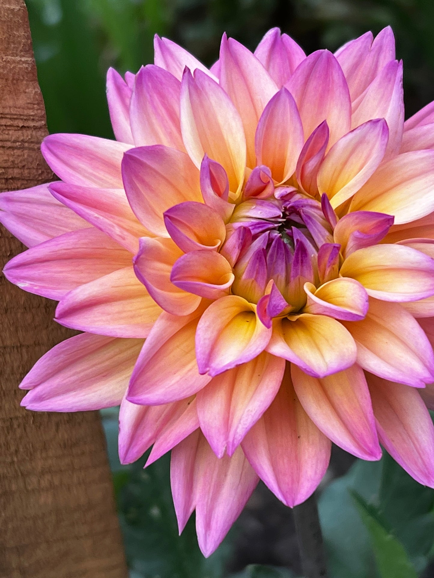 Mondriaan Dahlia