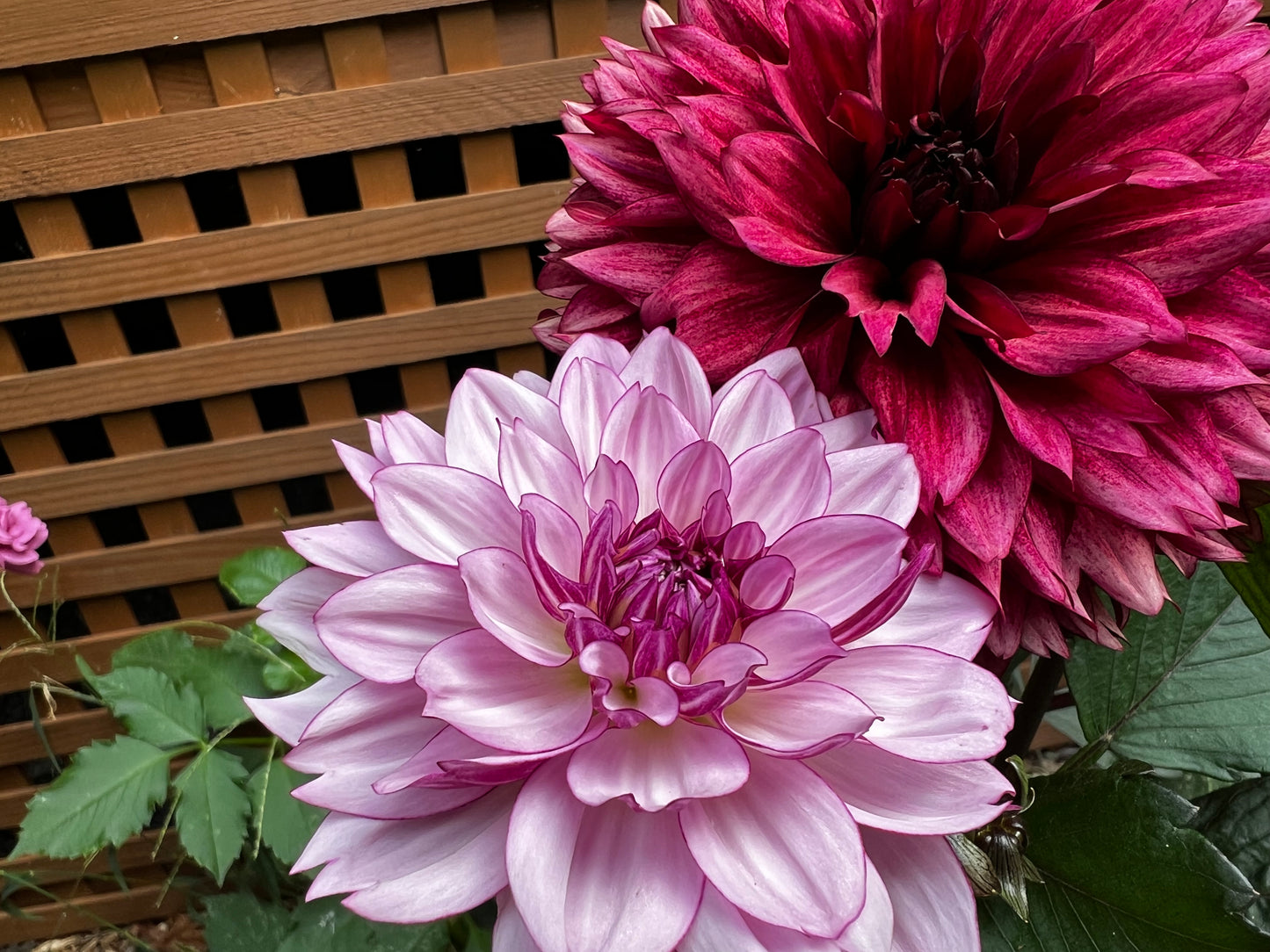 Crème De Cassis Dahlia