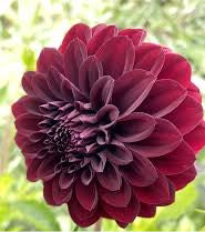Dahlia 'Black Satin'