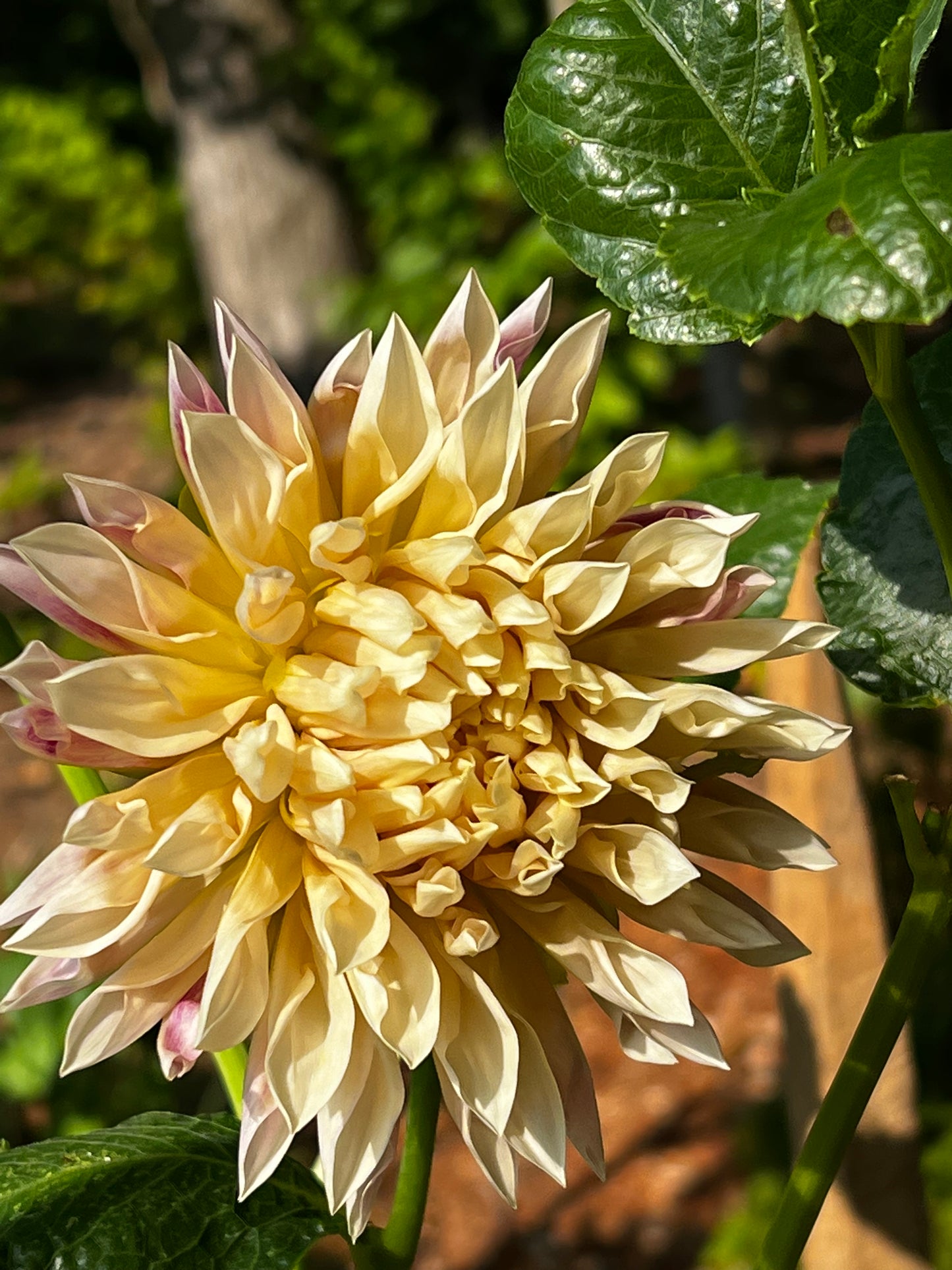 Cafe De Paris Dahlia