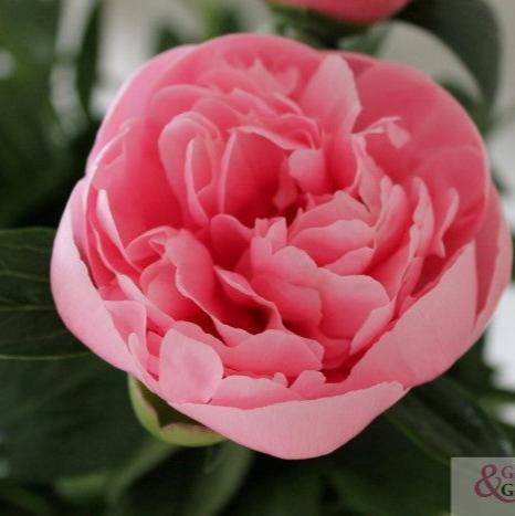 Etched Salmon Peony - Hybrid 3-5 eyes