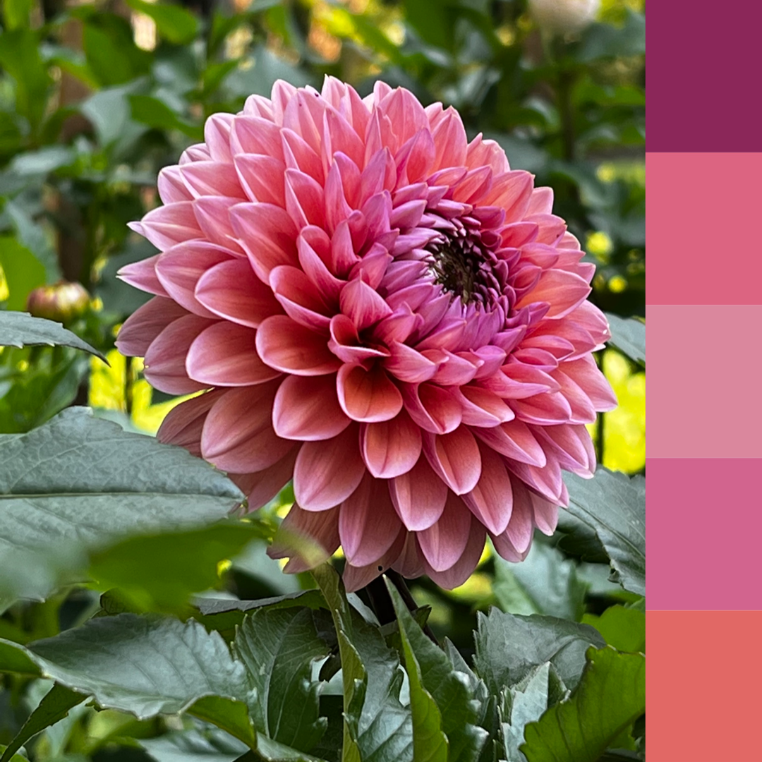 Dahlia 'Sweet Sanne'