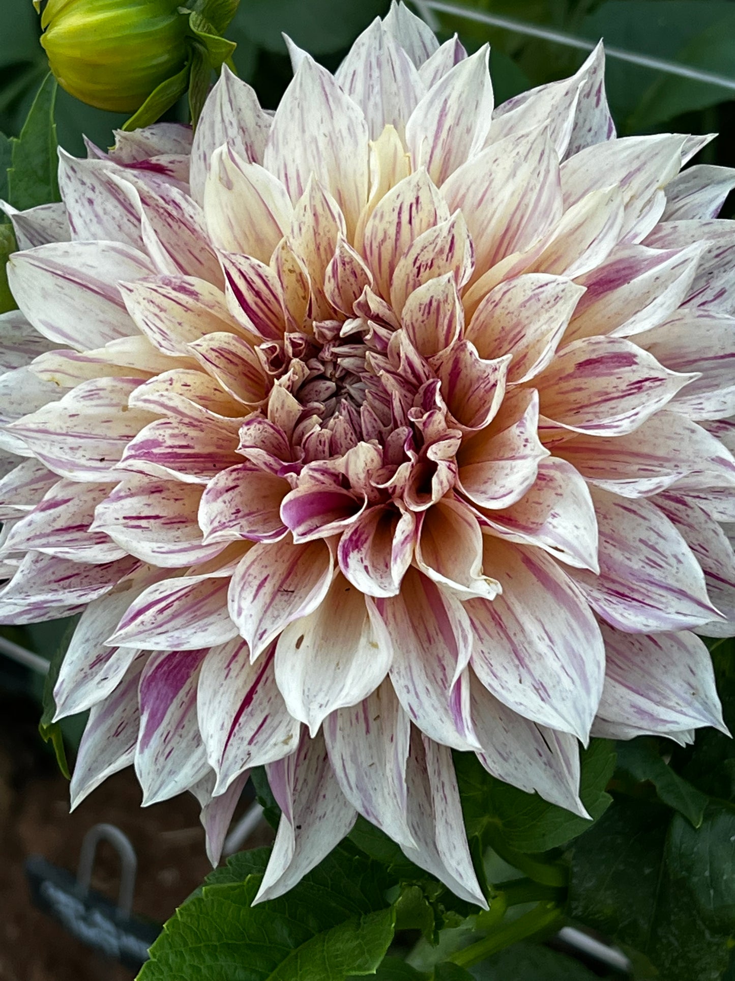 Cafe Au Lait Twist Dahlia
