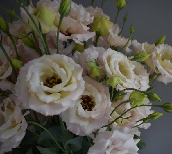 Lisianthus Corelli Light Pink - 10 Pack