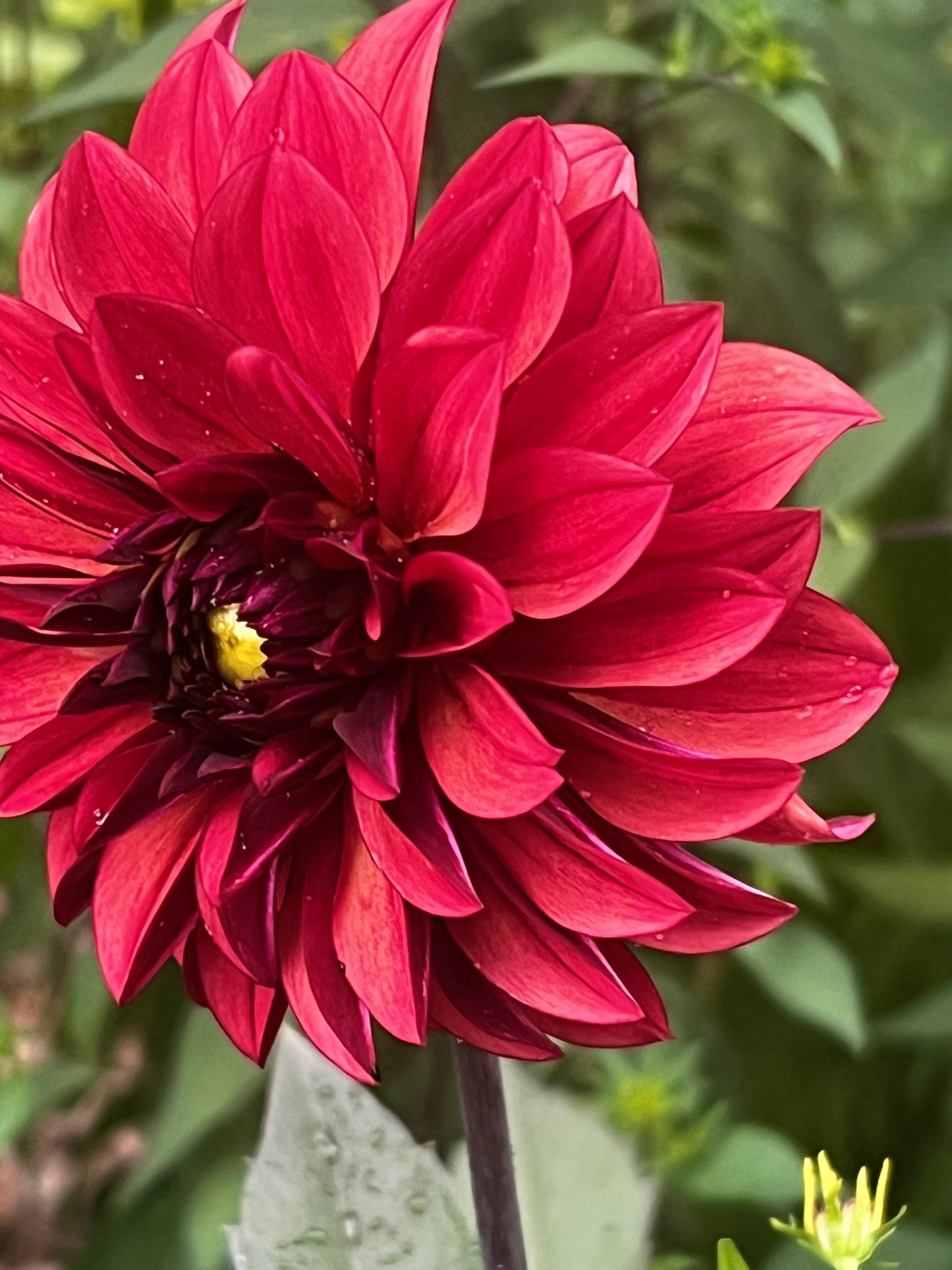 Danique Dahlia