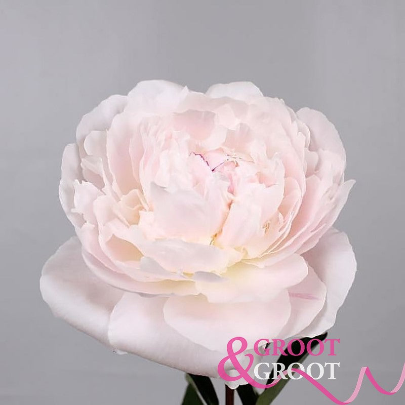 Odile Peony - Lactiflora 3-5 eyes