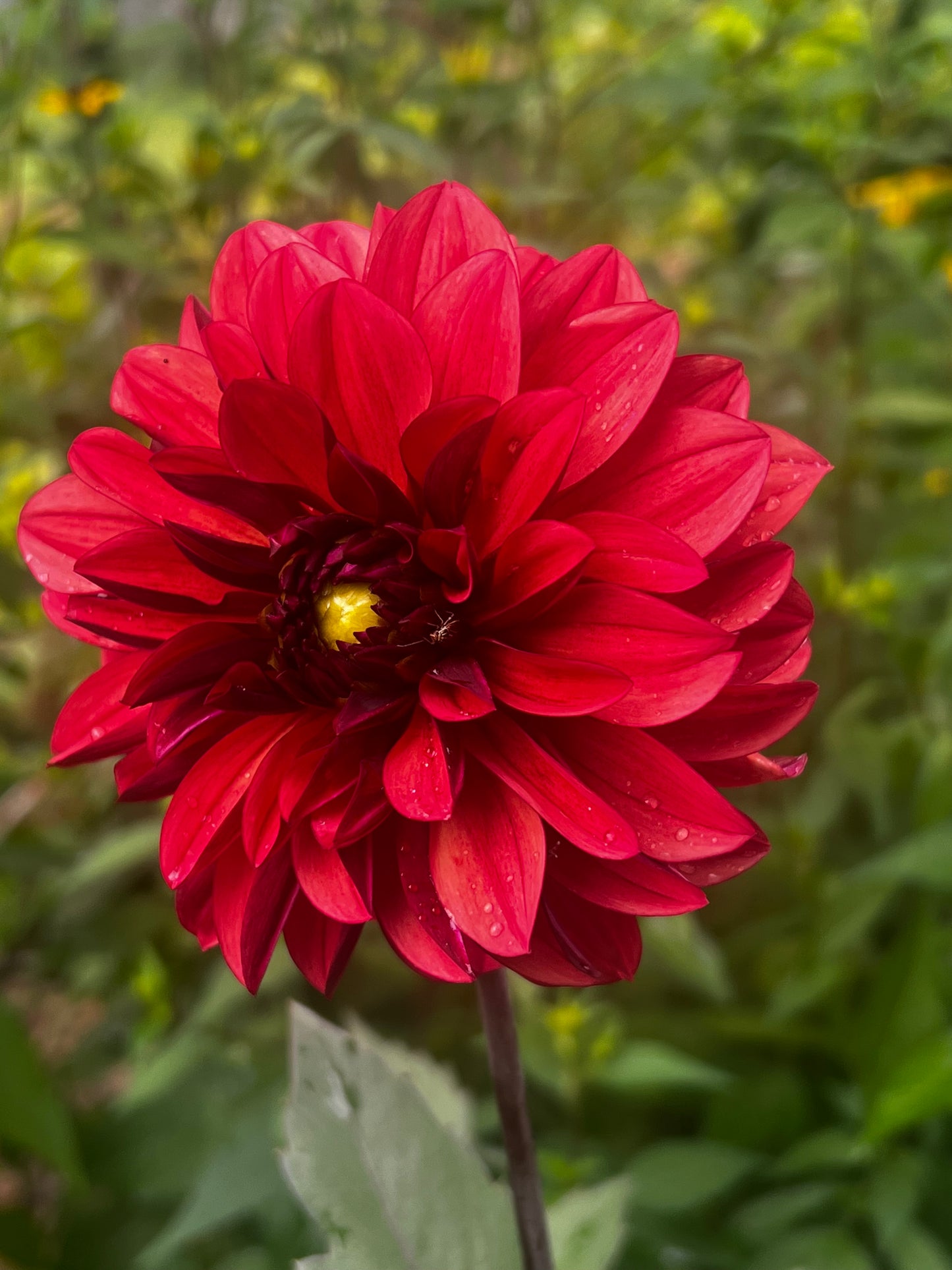 Danique Dahlia