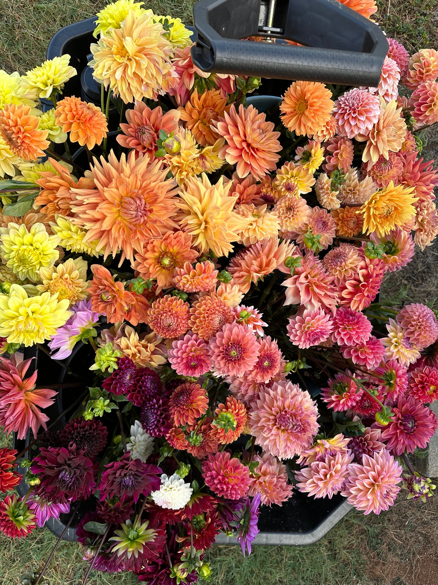 Dahlia 'Sierra Glow'