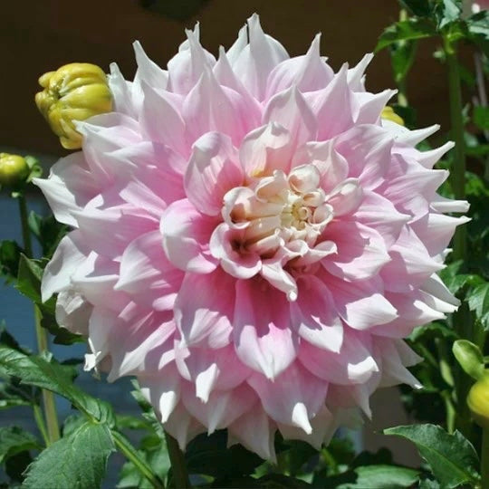 Gitts Perfection Dahlia
