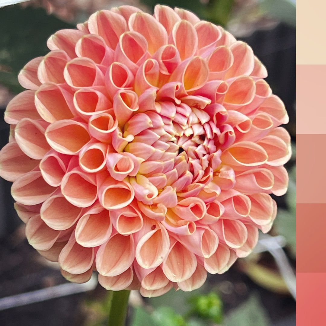 Dahlia 'Crichton Honey'