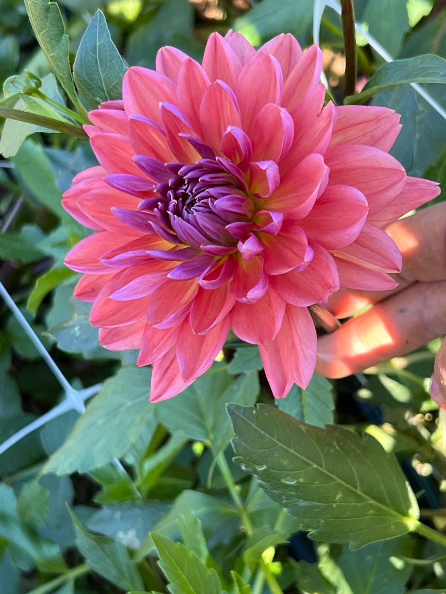 Dahlia 'Dutch Pearl' LIMIT ONE - Spring Shipped