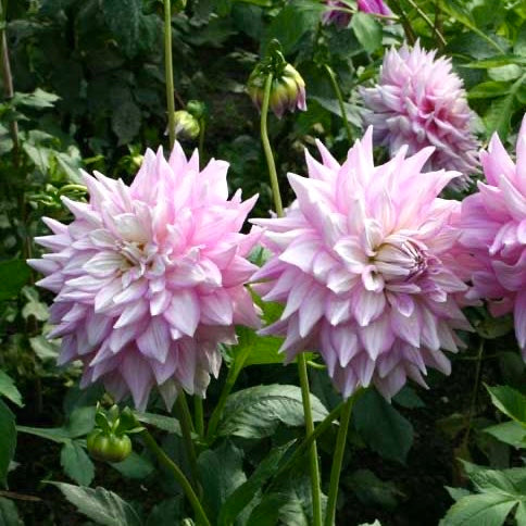 Gitts Perfection Dahlia