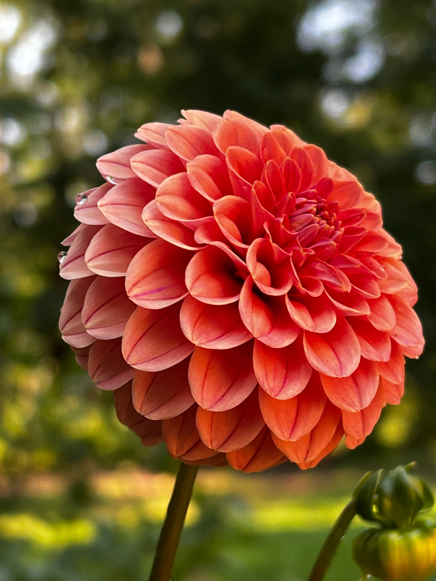 Rose Toscano Dahlia