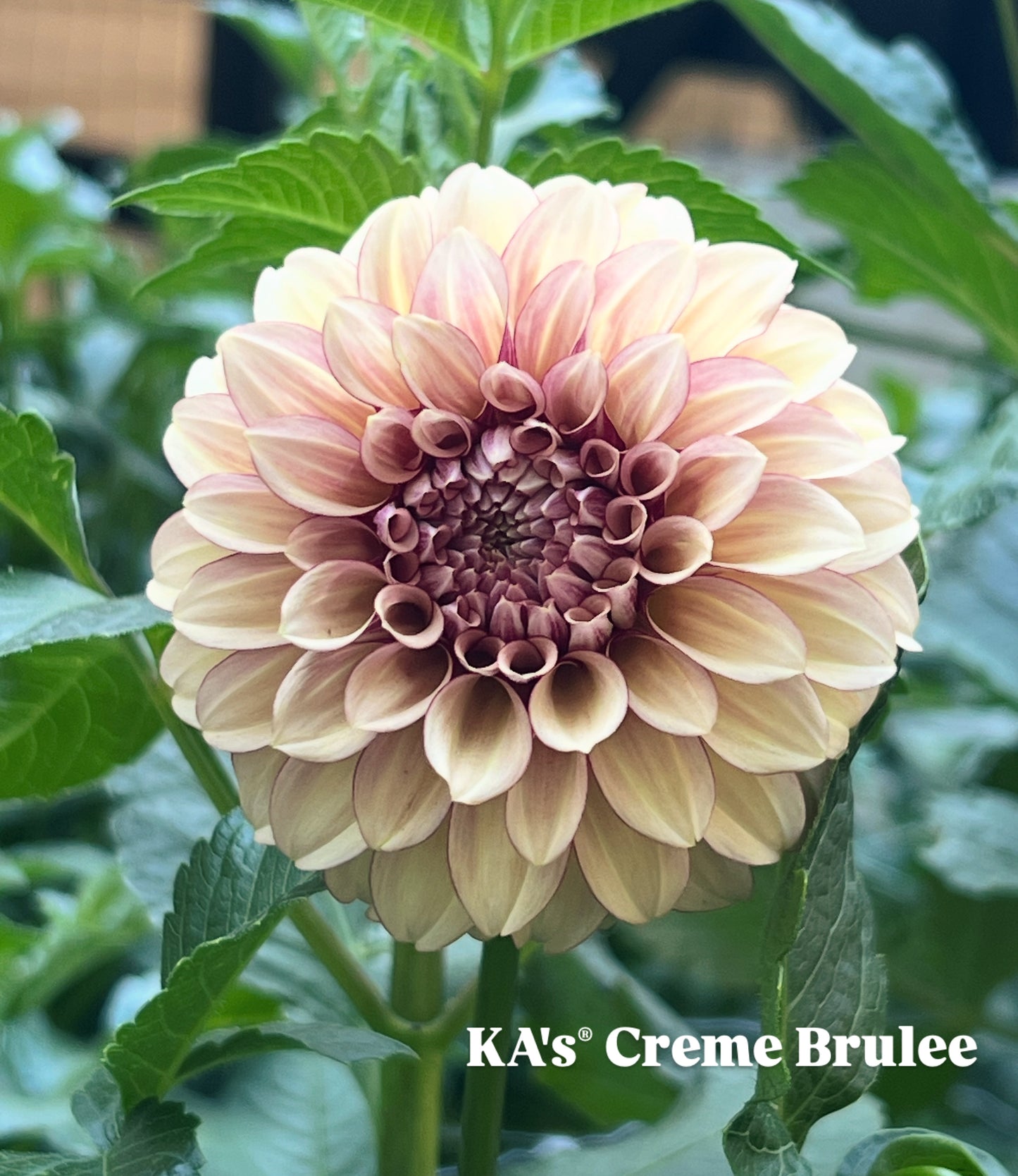 Dahlia 'KA's® Creme Brulee'