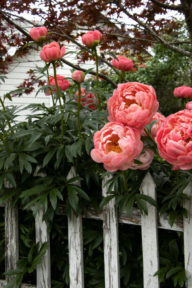 Peony Coral Charm