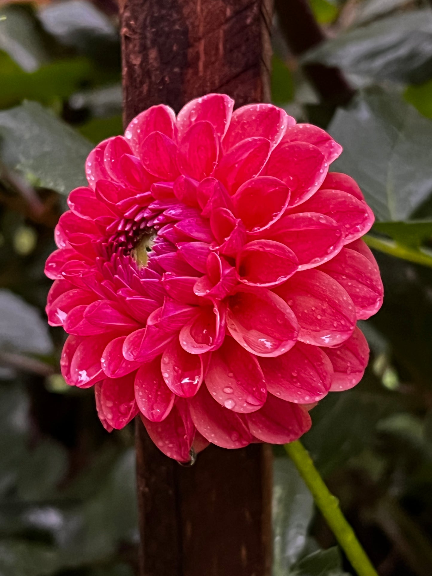 KA’S Blood Orange Dahlia