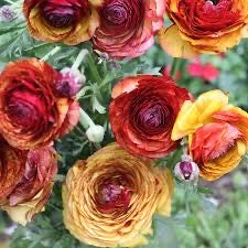 Ranunculus Picotee Cafe
