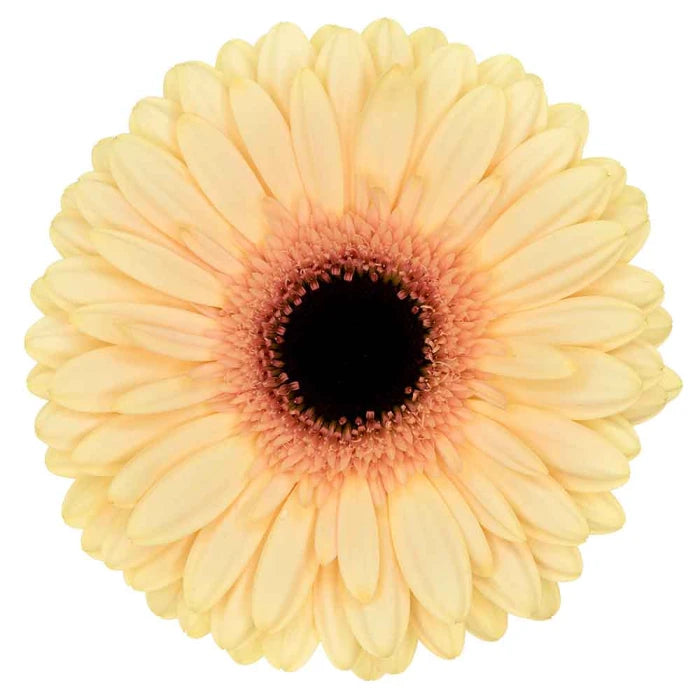 Week 18 | Gerbera Standard Cream Beach
