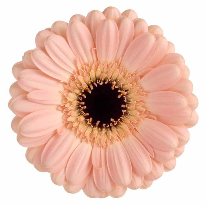 Week 18 | Gerbera Mini Espresso